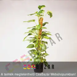 Kókuszrost futtató karó 60cm