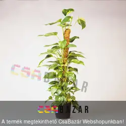 Kókuszrost futtató karó 90cm